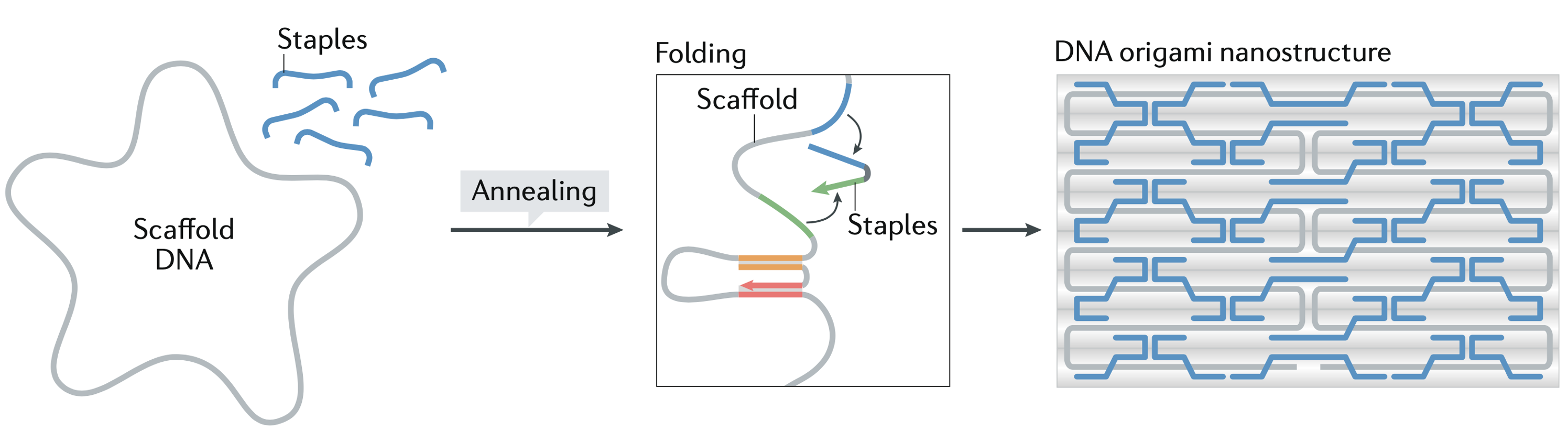 DNA Origami Folding